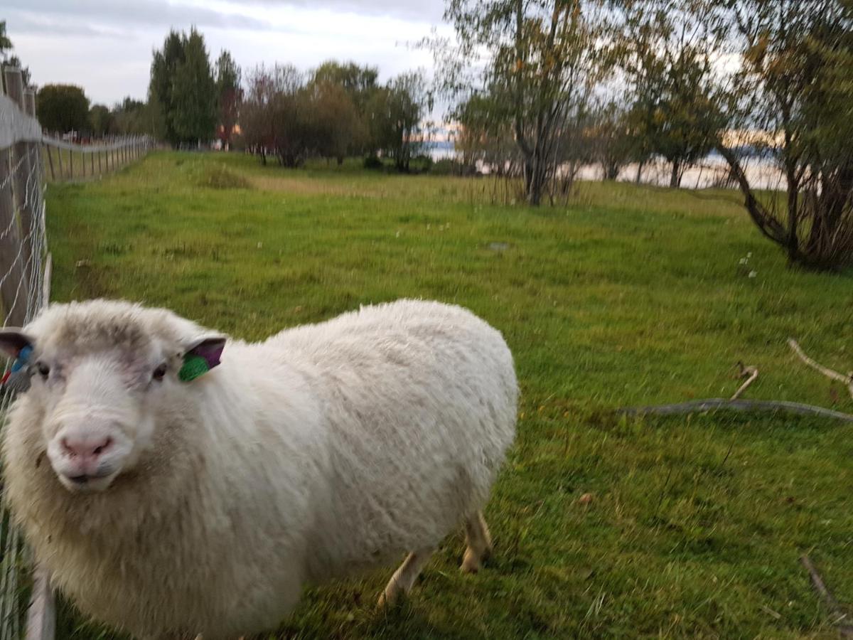 Campsite Idylliske Evjua Ved Mjosa *